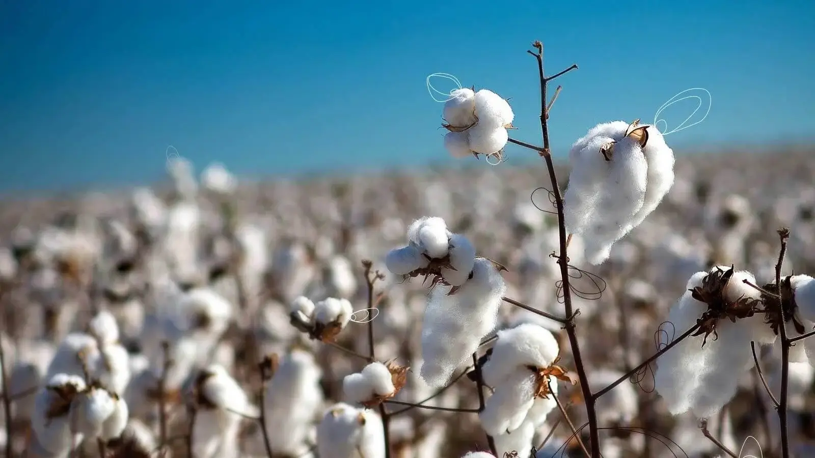 ERP Software For Cotton Ginning 